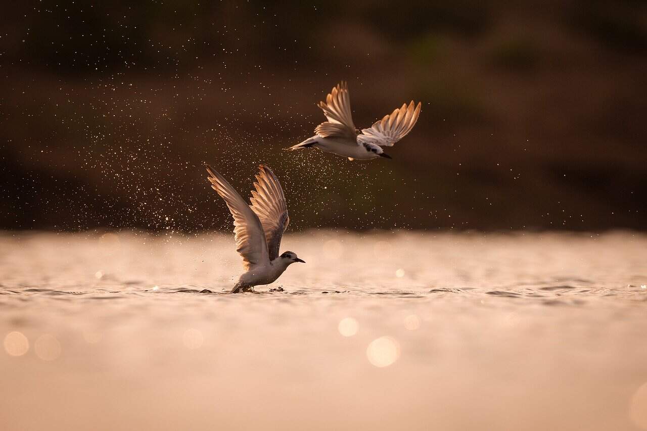 bird, nature, animal, wildlife, ornithology, avian, songbird, lake, species